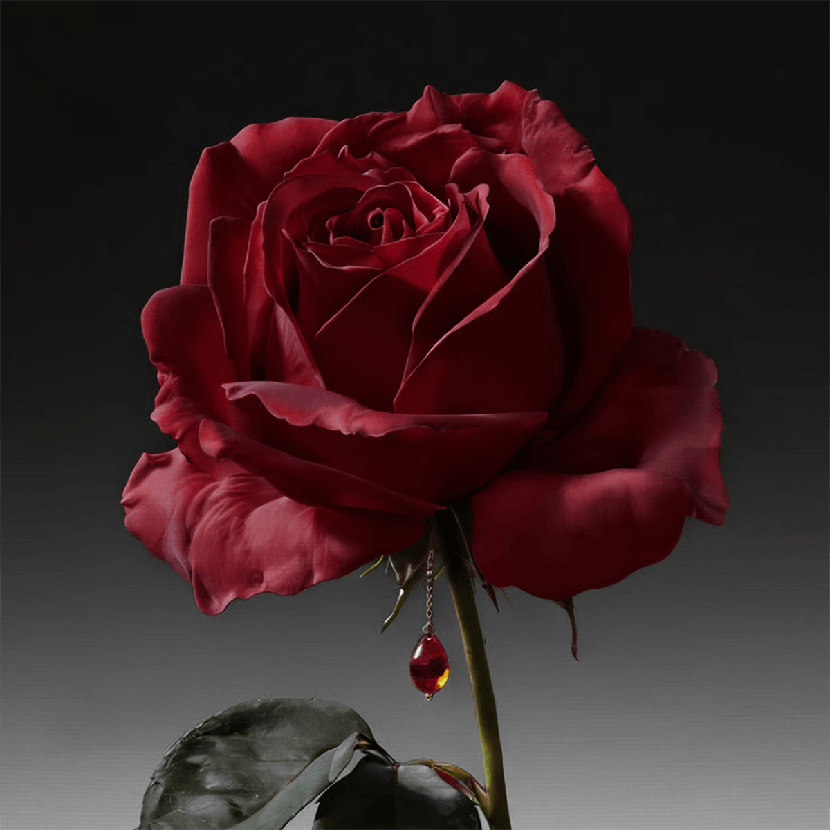THE COVETED DUCHESS ROSE INTENSE