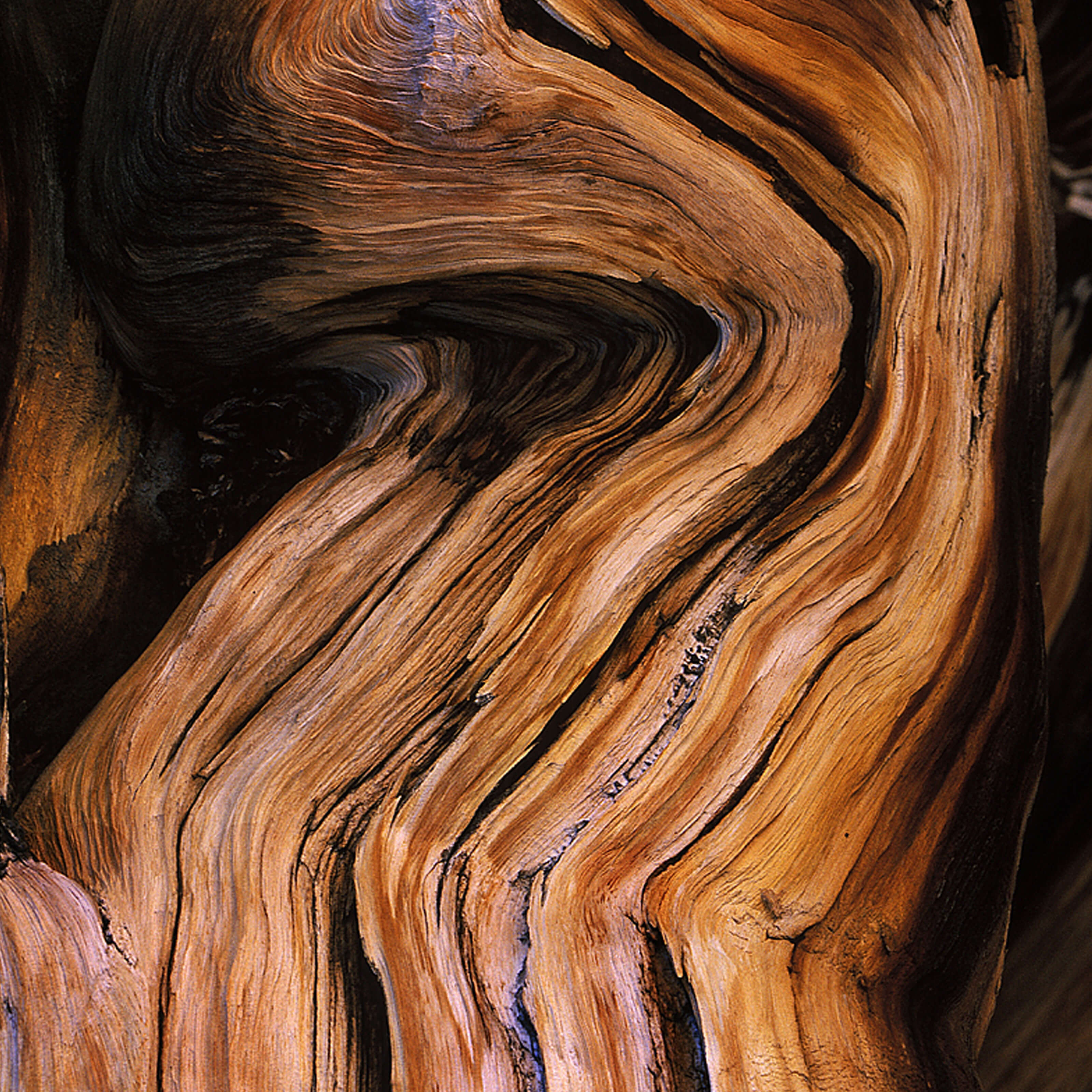 BOIS D'AMBRE